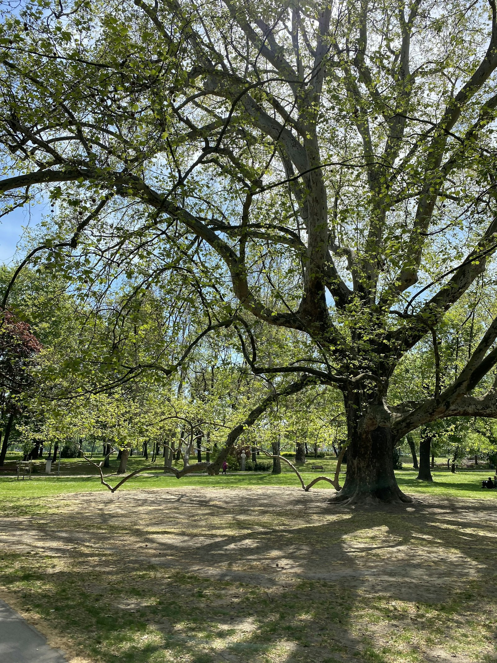 Tree in park