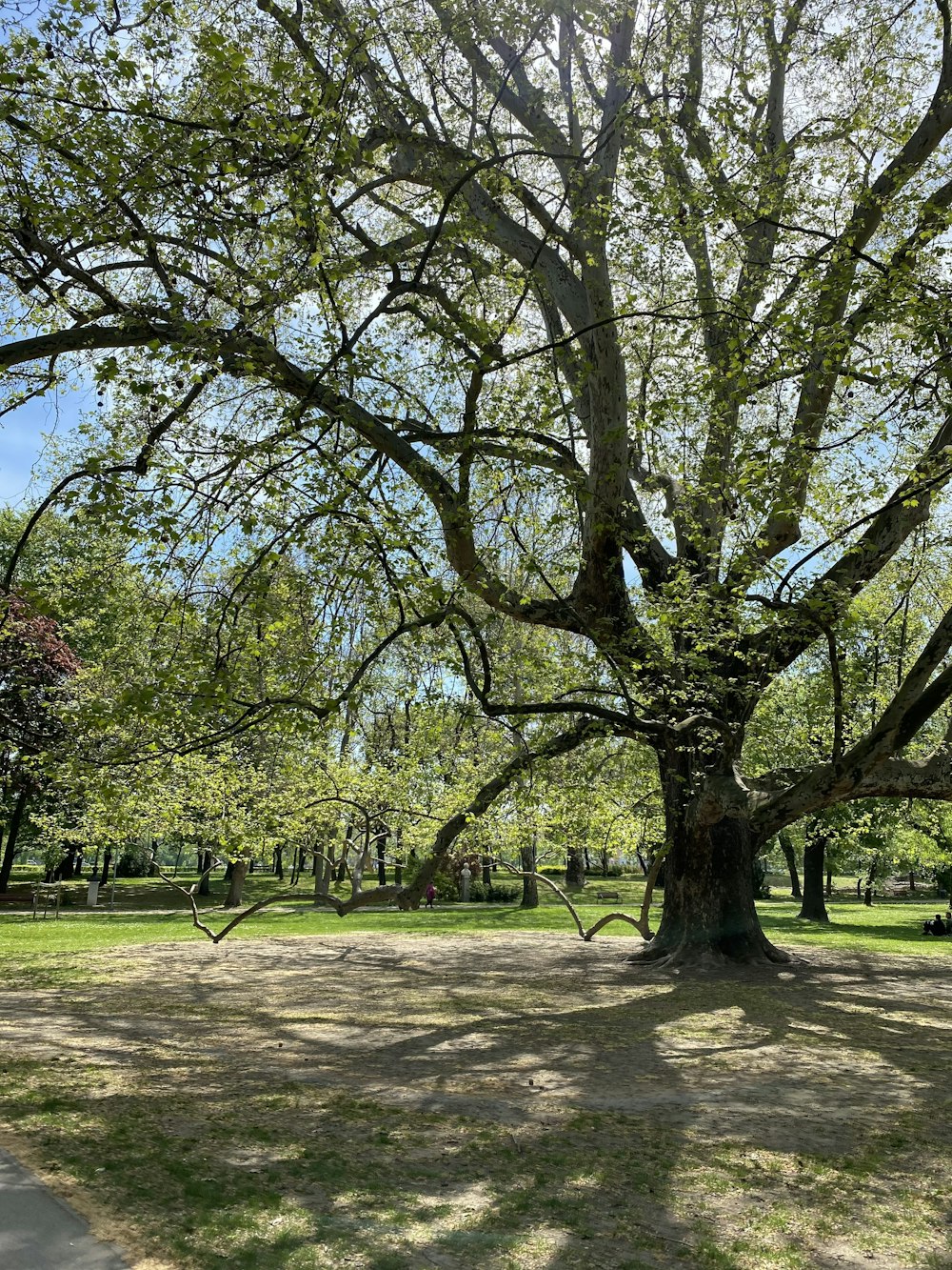 green trees on green grass field during daytime