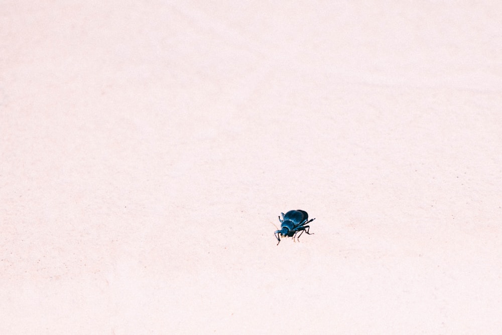 blue and black bug on white snow