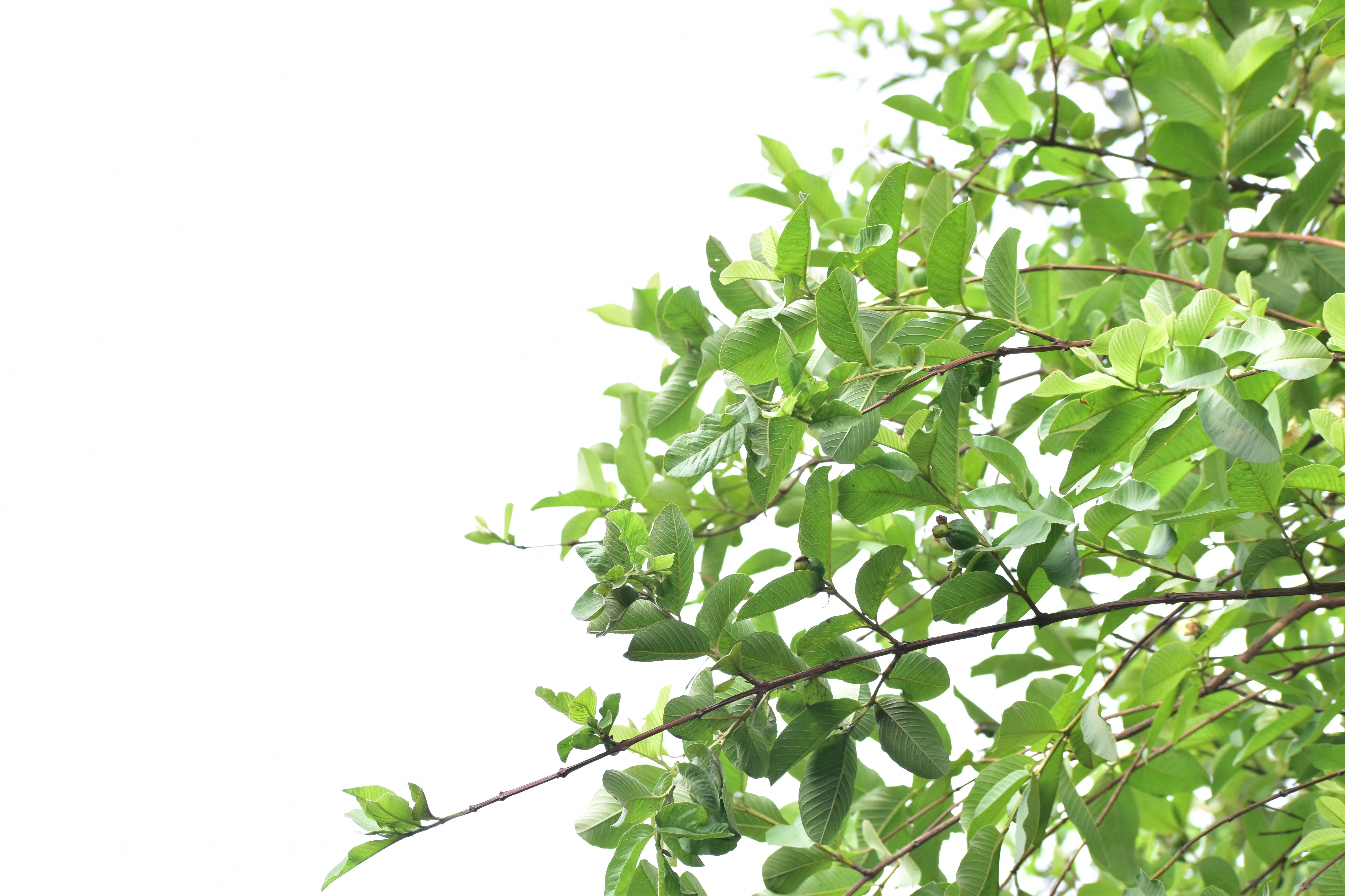 Photo by shahnawaz49