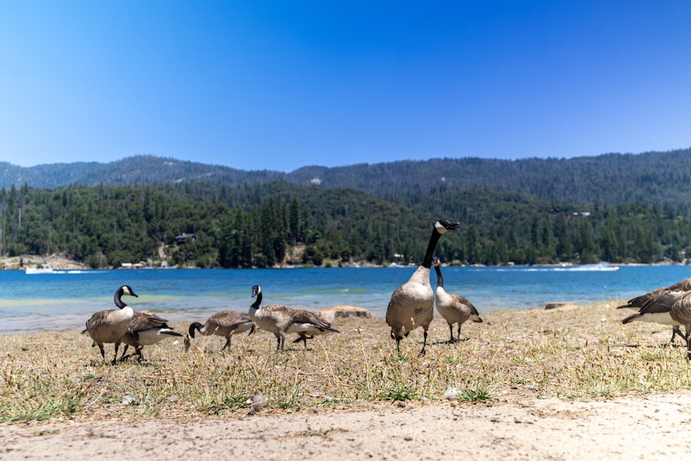 flock of geese on shore during daytime