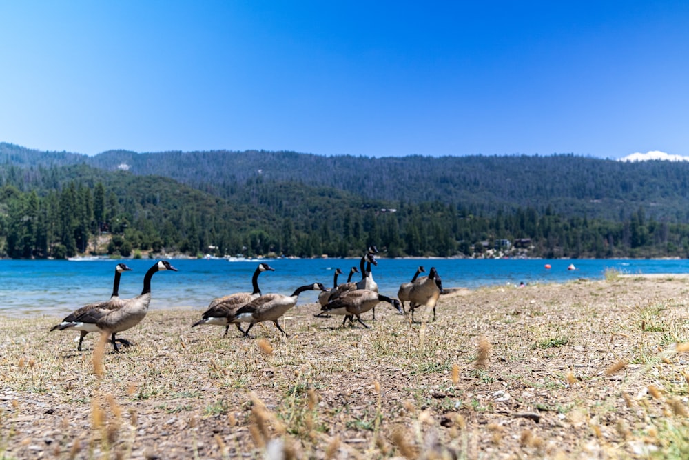 flock of geese on shore during daytime