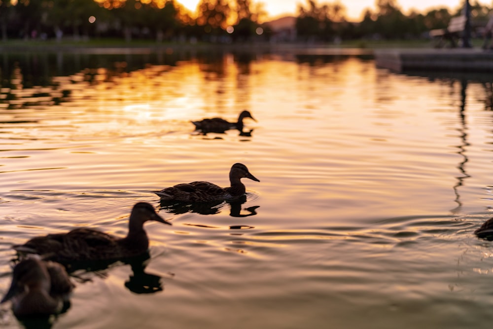 Silhouette der Ente auf dem Wasser