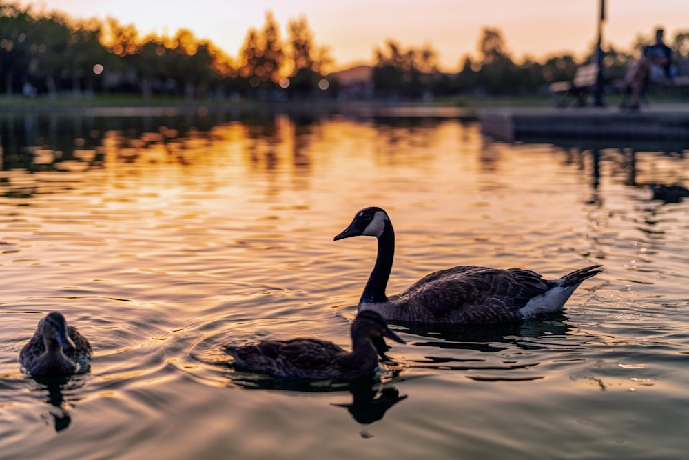 Schwarze und weiße Ente tagsüber auf dem Wasser