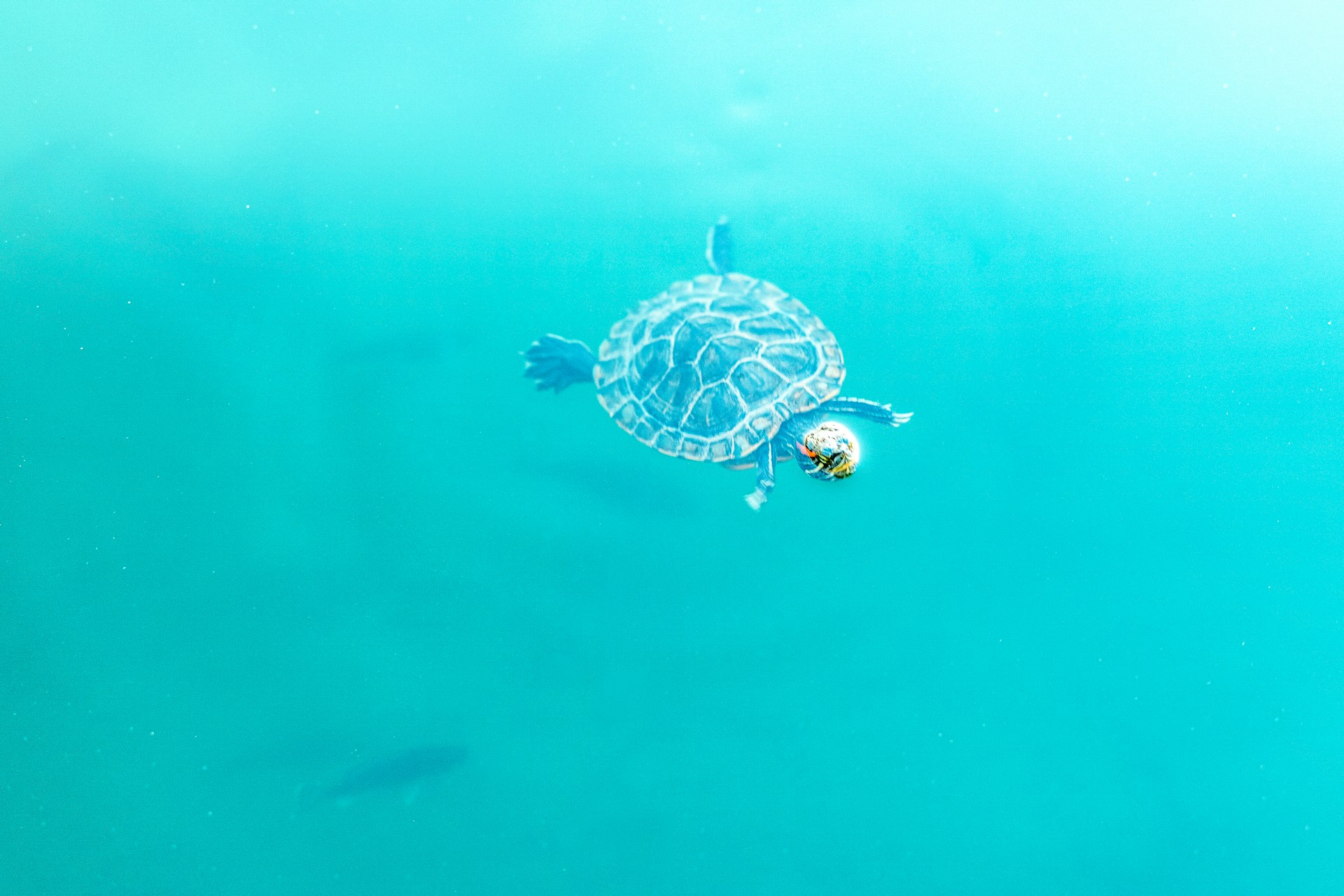 black and white turtle in water