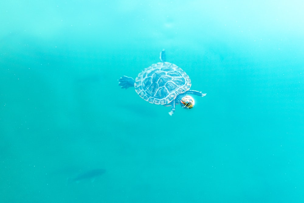 black and white turtle in water