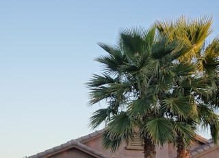 green palm tree near brown wooden house during daytime