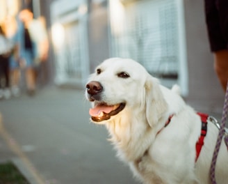 white short coated dog on gray asphalt road during daytime