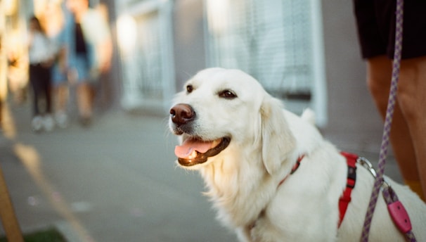 white short coated dog on gray asphalt road during daytime