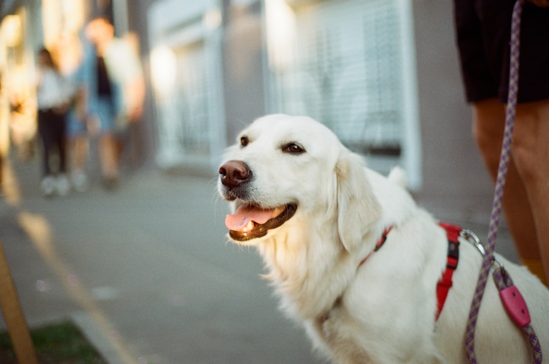 white short coated dog on gray asphalt road during daytime