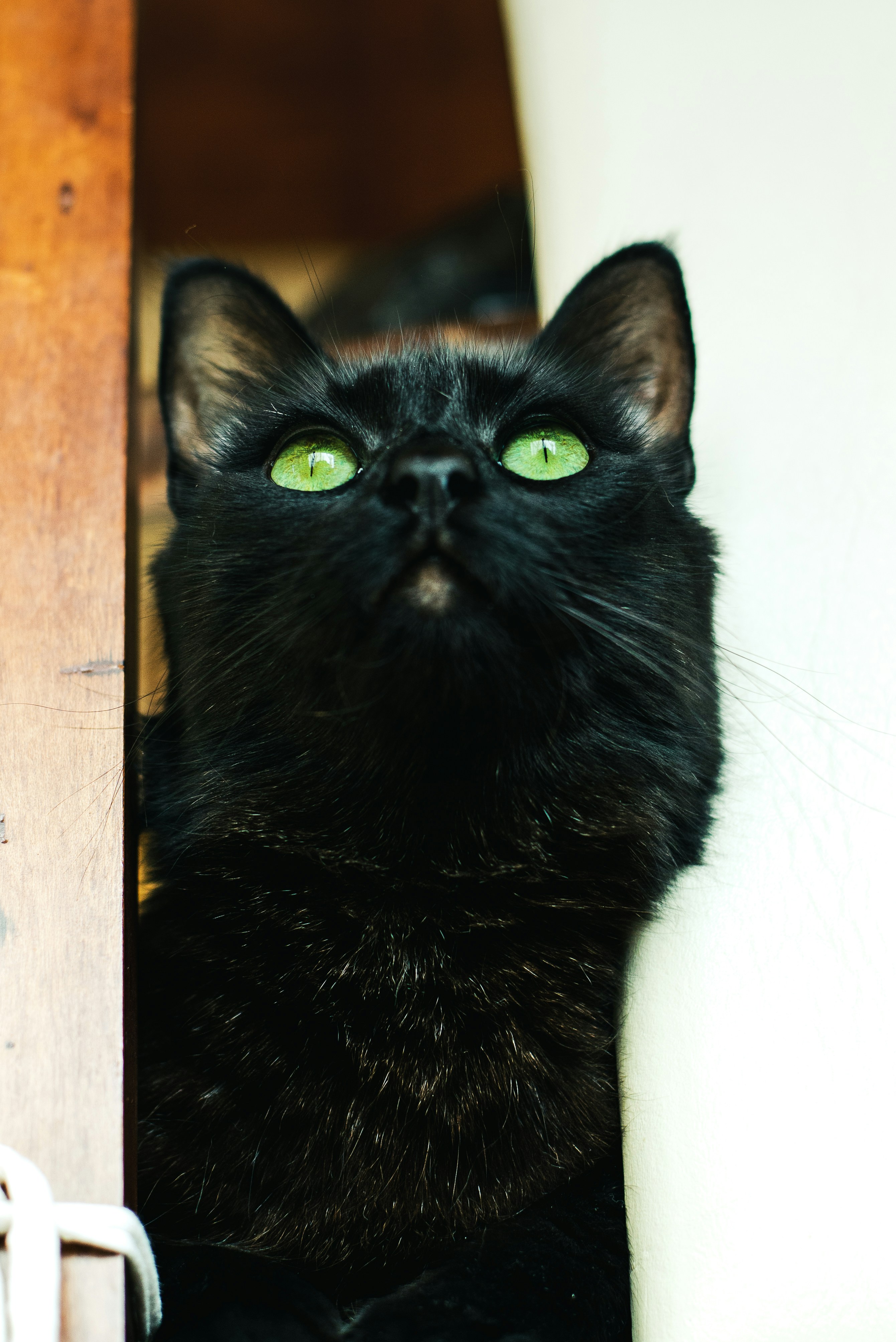 Spiritual Meaning Of Black Cat