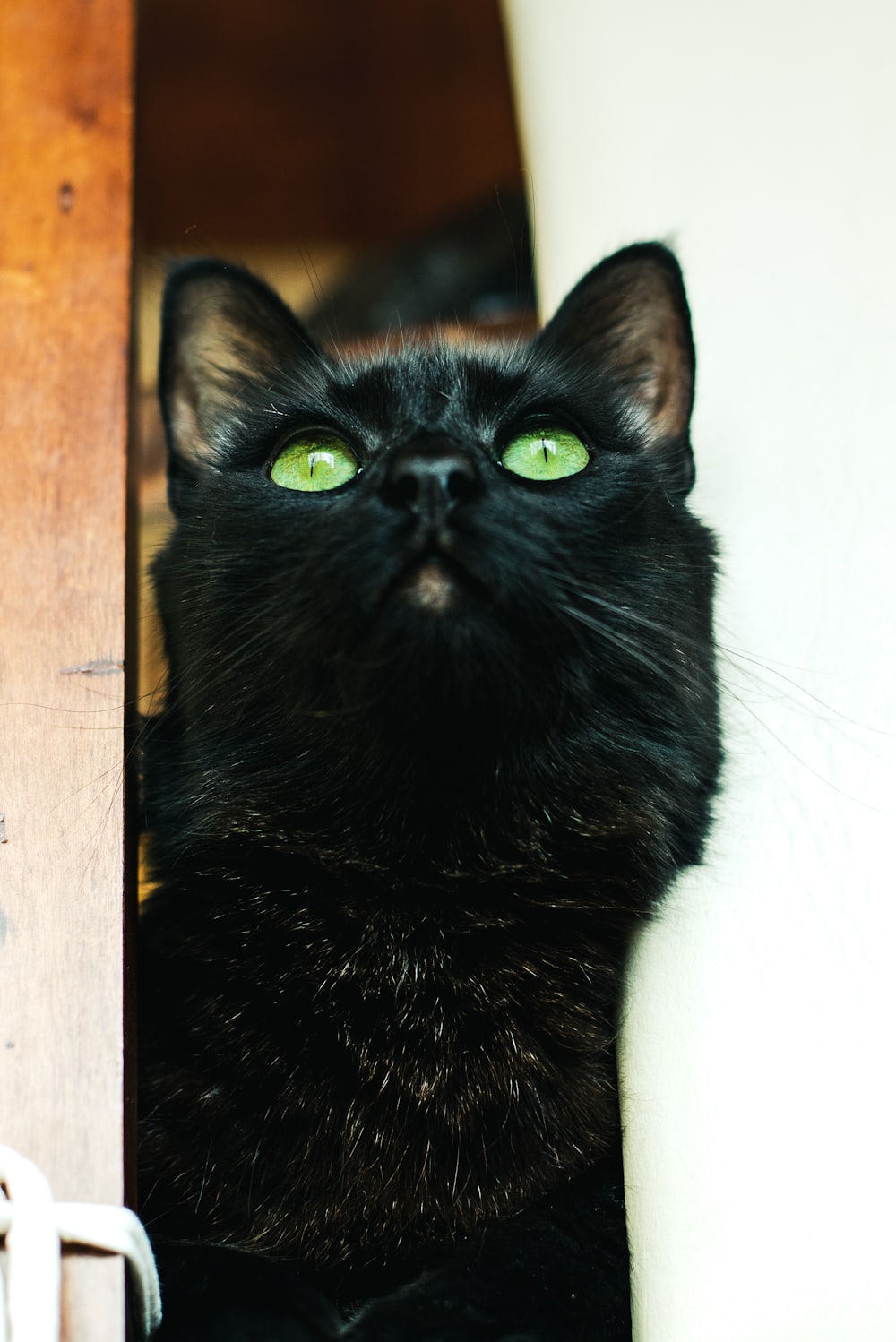 black cat on white wall