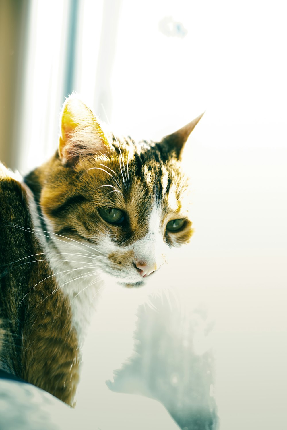 Gato atigrado marrón y blanco