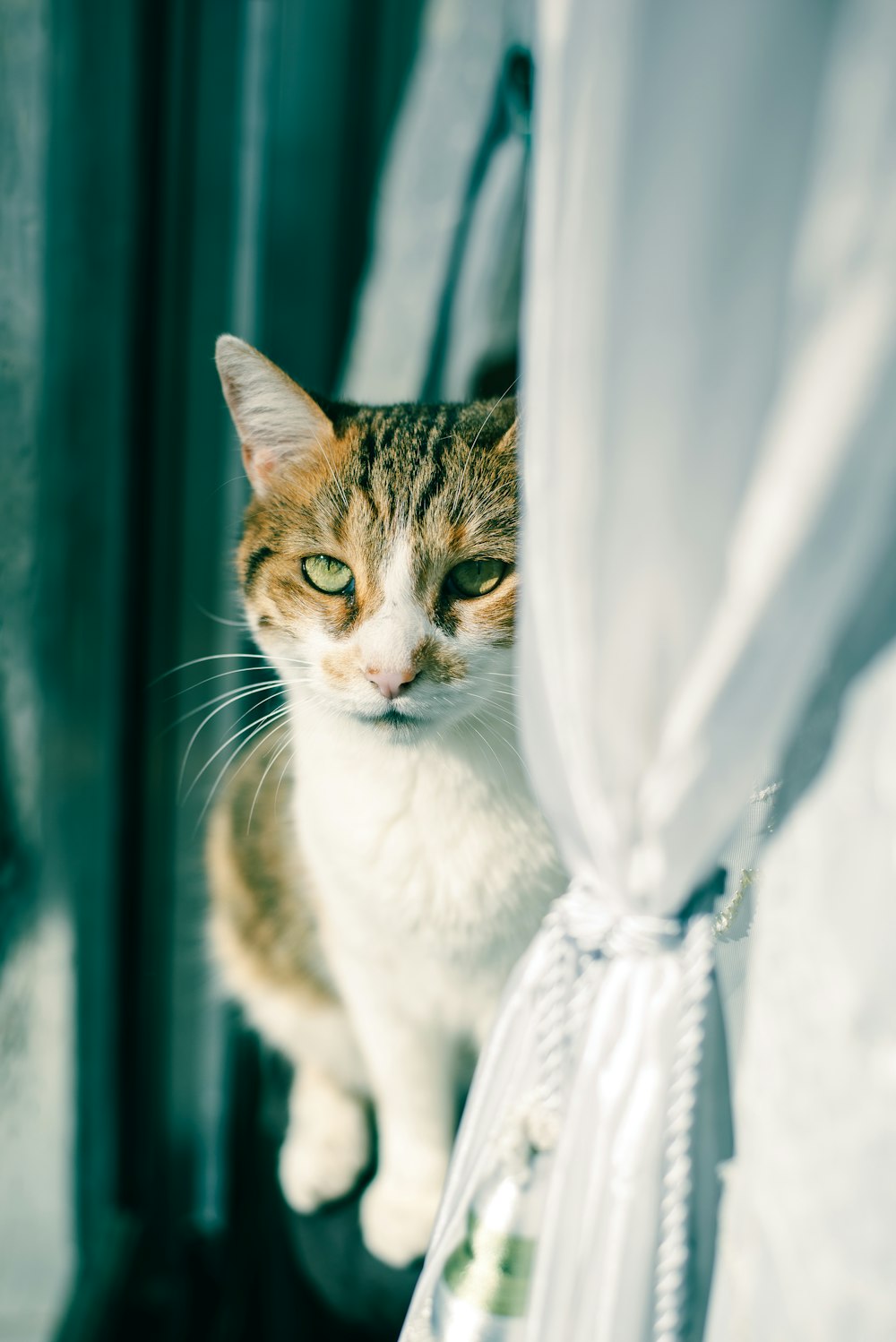 brown tabby cat on white textile