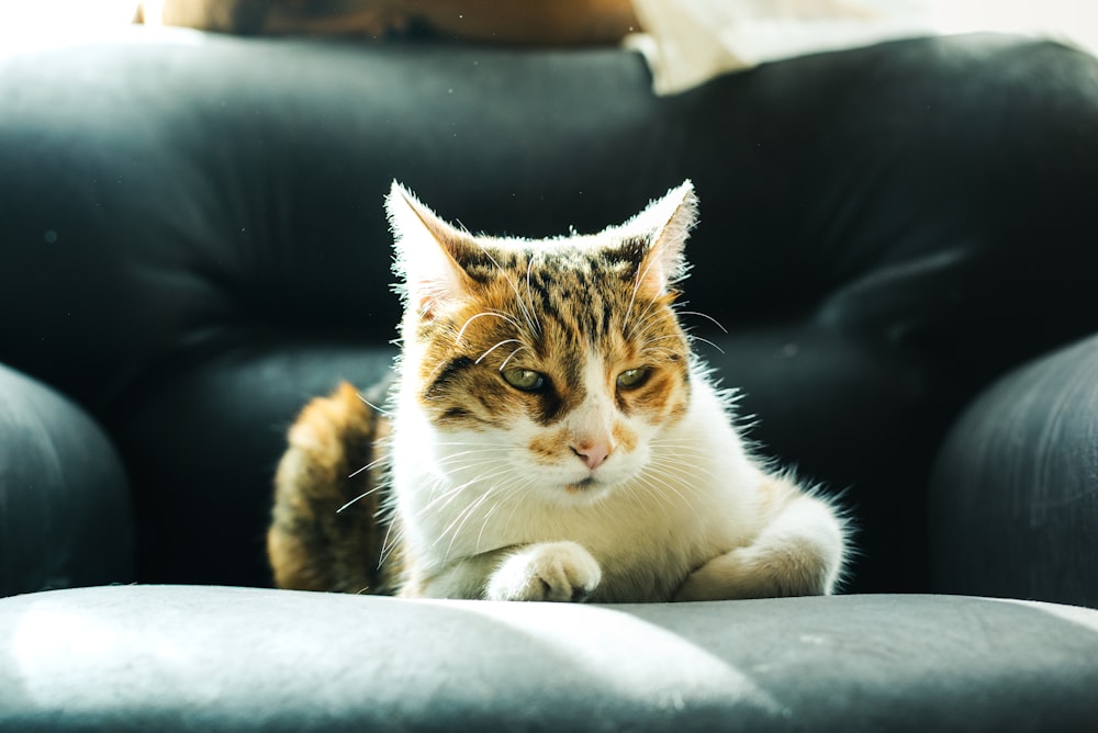 white and brown cat on black leather couch