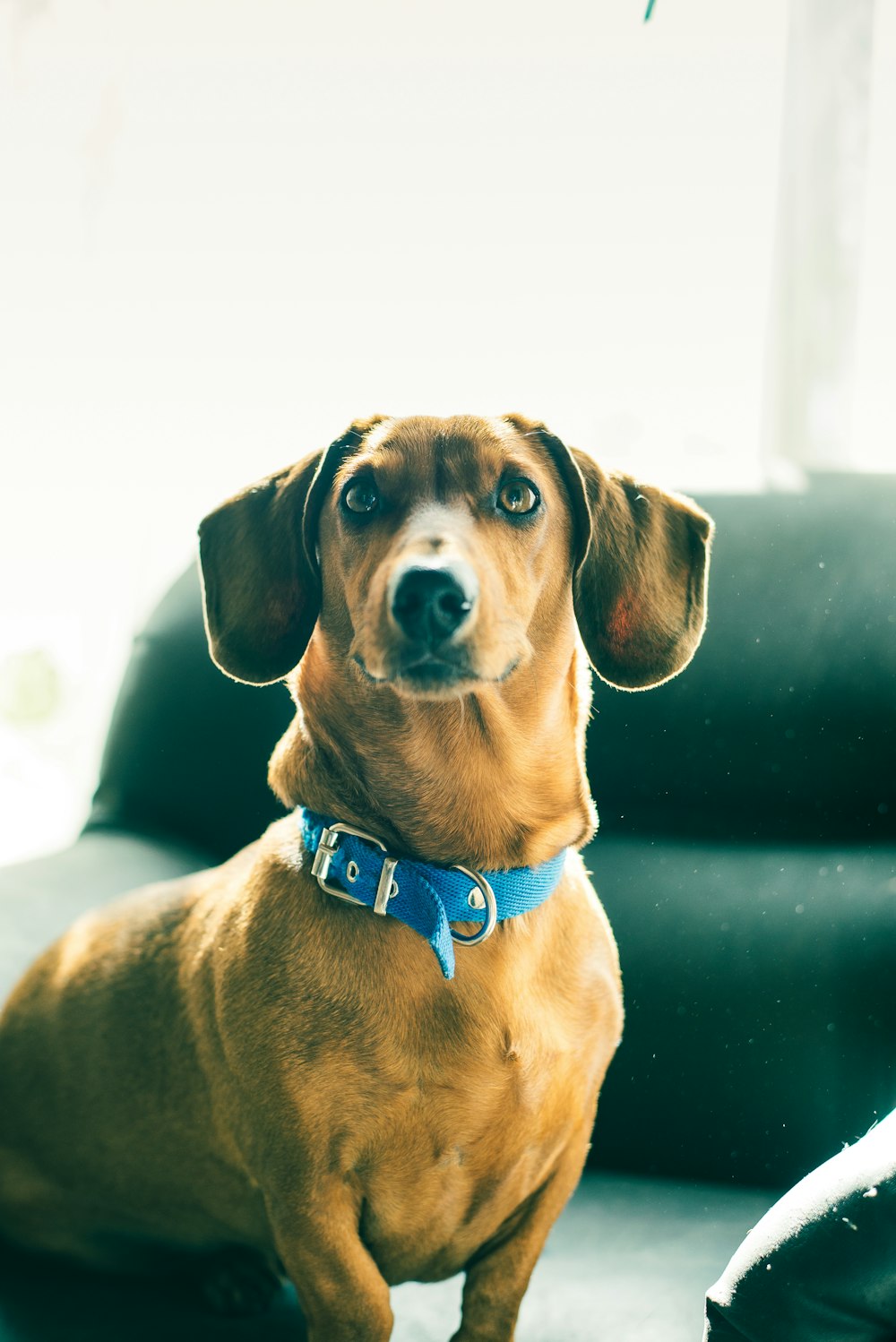 brown short coated dog wearing black sunglasses