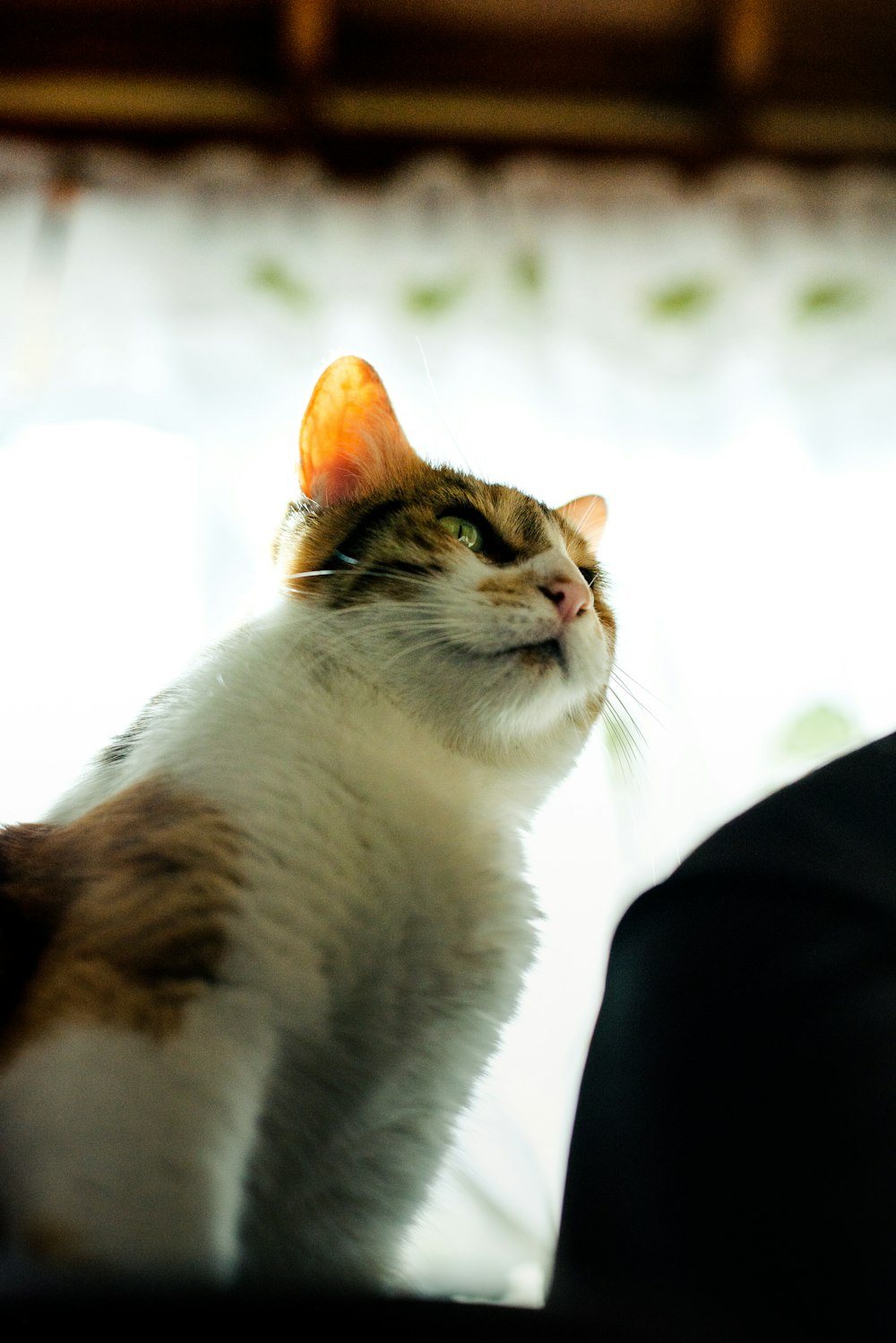 Gato blanco y marrón sobre textil negro