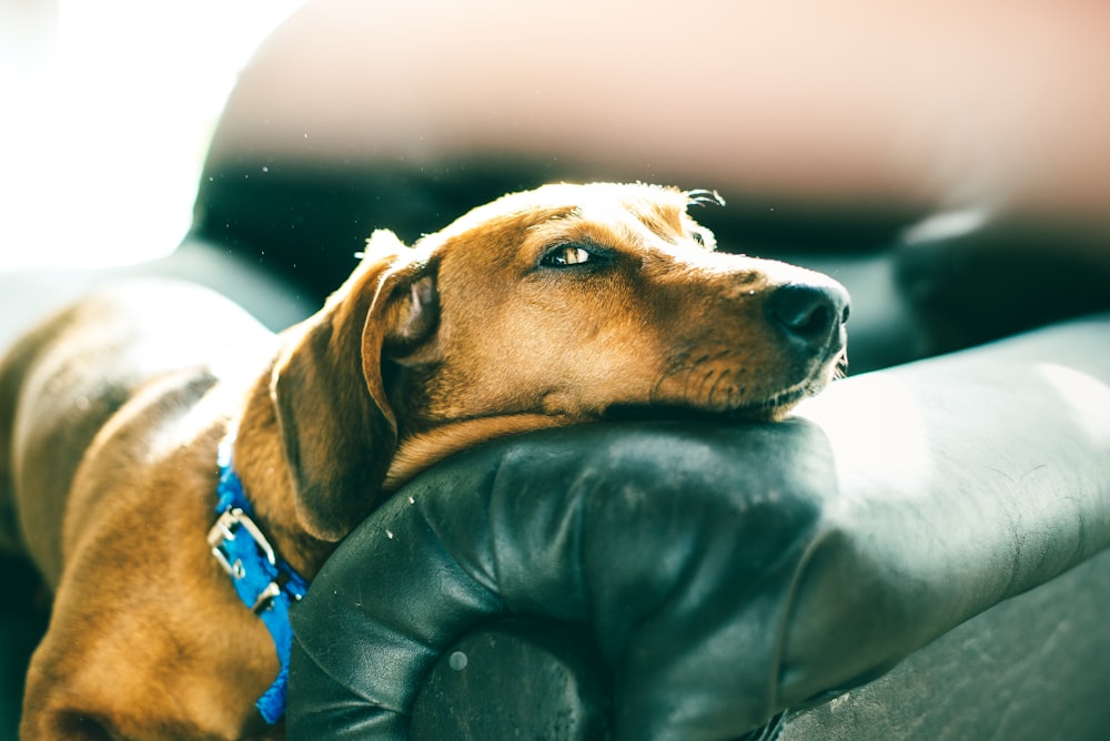 brown short coated dog lying on black leather couch