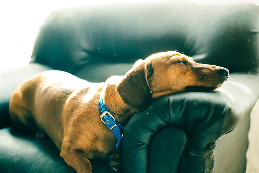 brown short coated dog on black leather couch