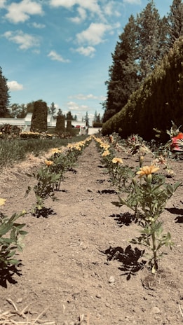 A row of evenly spaced, young flowering plants grows in a garden or farm setting. The soil is dry and the plants have small yellow flowers on them. In the background, tall evergreen trees create a natural barrier, and there are structures that resemble greenhouses. The sky is mostly clear with scattered white clouds.