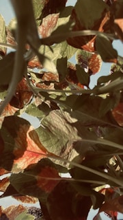 Close-up of leaves rustling in a gentle breeze with sunlight filtering through