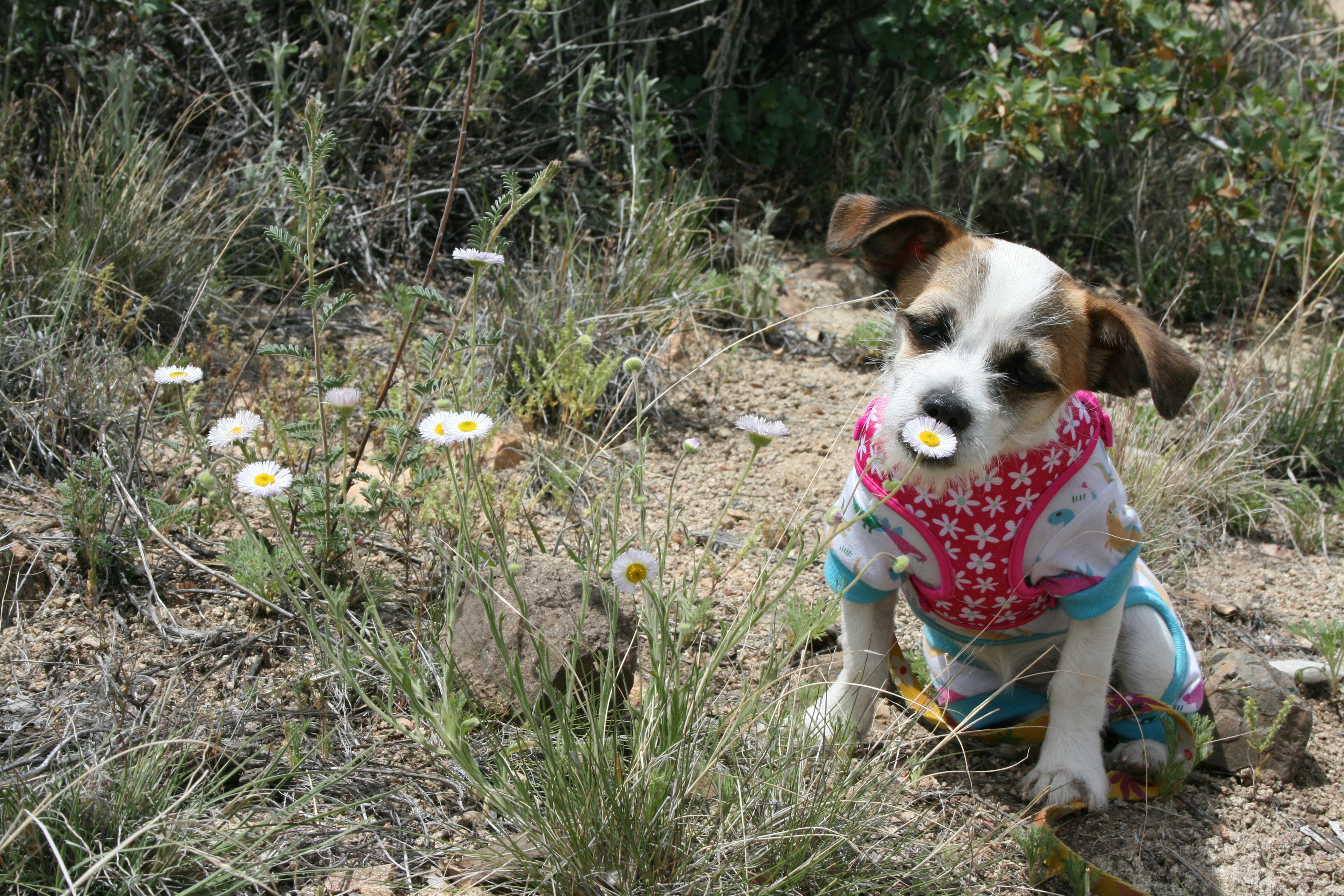 dressed up dog smelling a flower