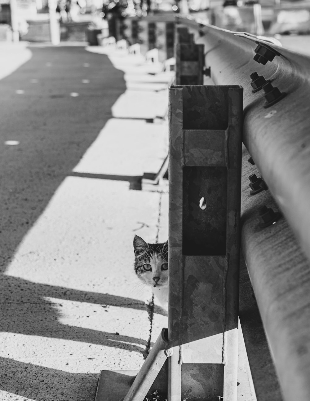 grayscale photo of cat on wooden fence