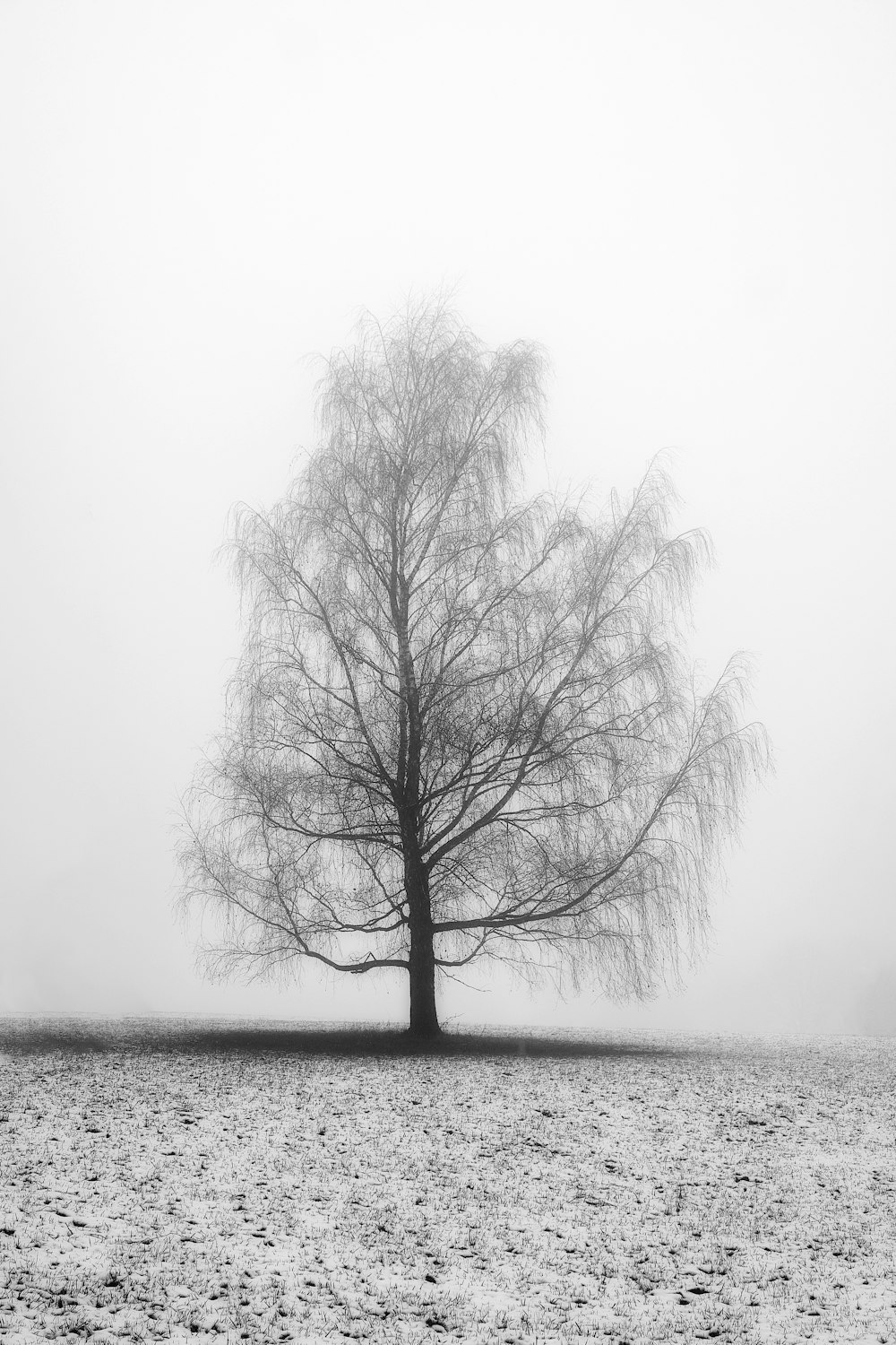 leafless tree on snow covered ground