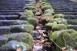 Rows of stone steps covered in green moss and scattered with fallen leaves create a natural and rustic appearance. The stones are steeped in history, showing signs of weathering and age. Twigs and branches interspersed among the stones enhance the organic feel.