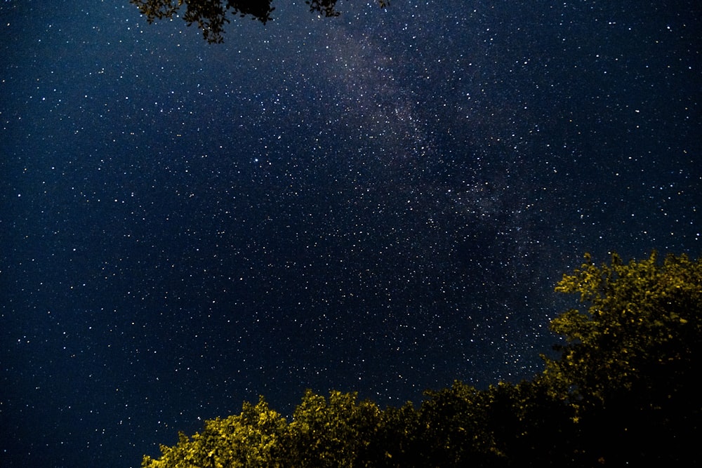 green trees under blue sky during night time