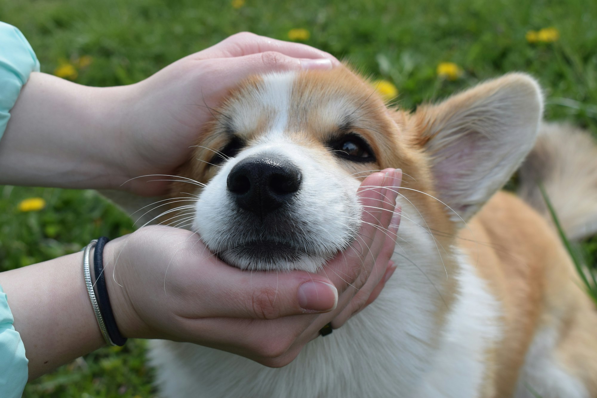 person holding white and brown short coated Corgi dog