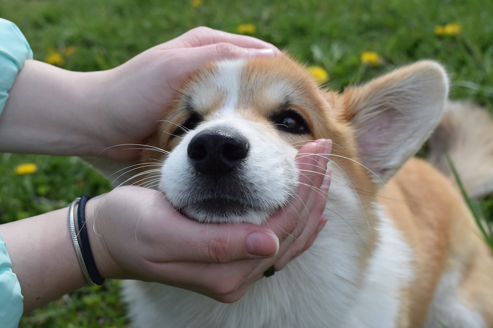 person holding white and brown short coated dog