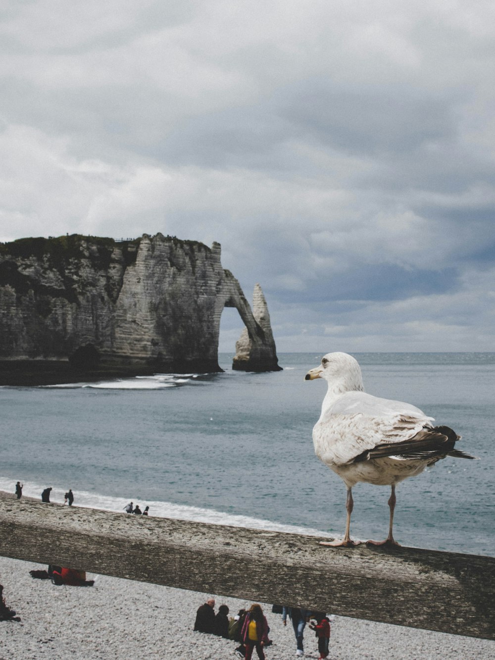 white seagull on gray concrete wall near body of water during daytime