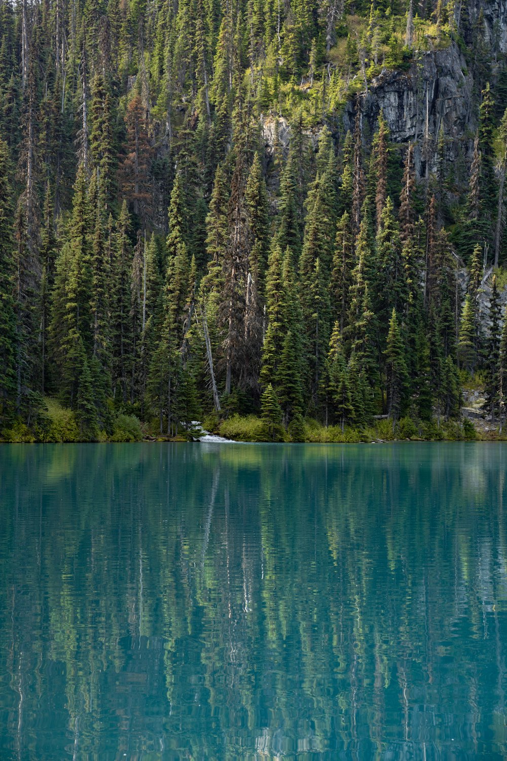 green trees beside body of water during daytime