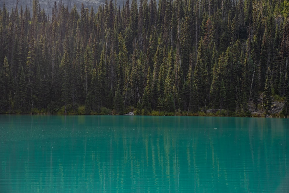 green lake near green trees during daytime