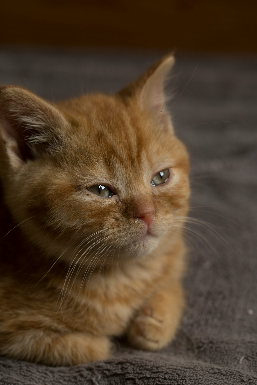 orange tabby cat on gray textile