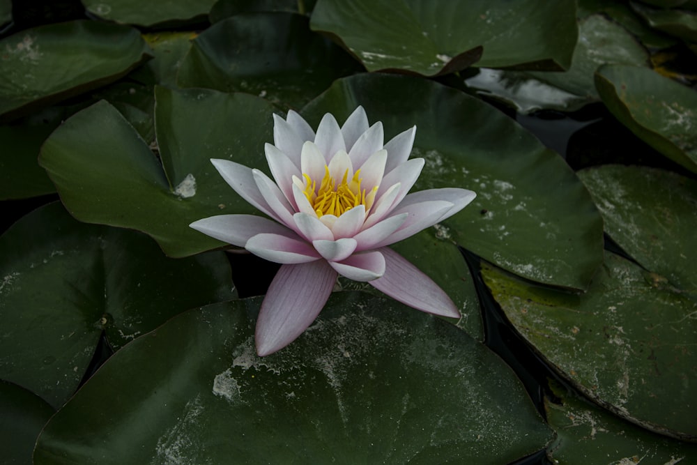 white lotus flower on water