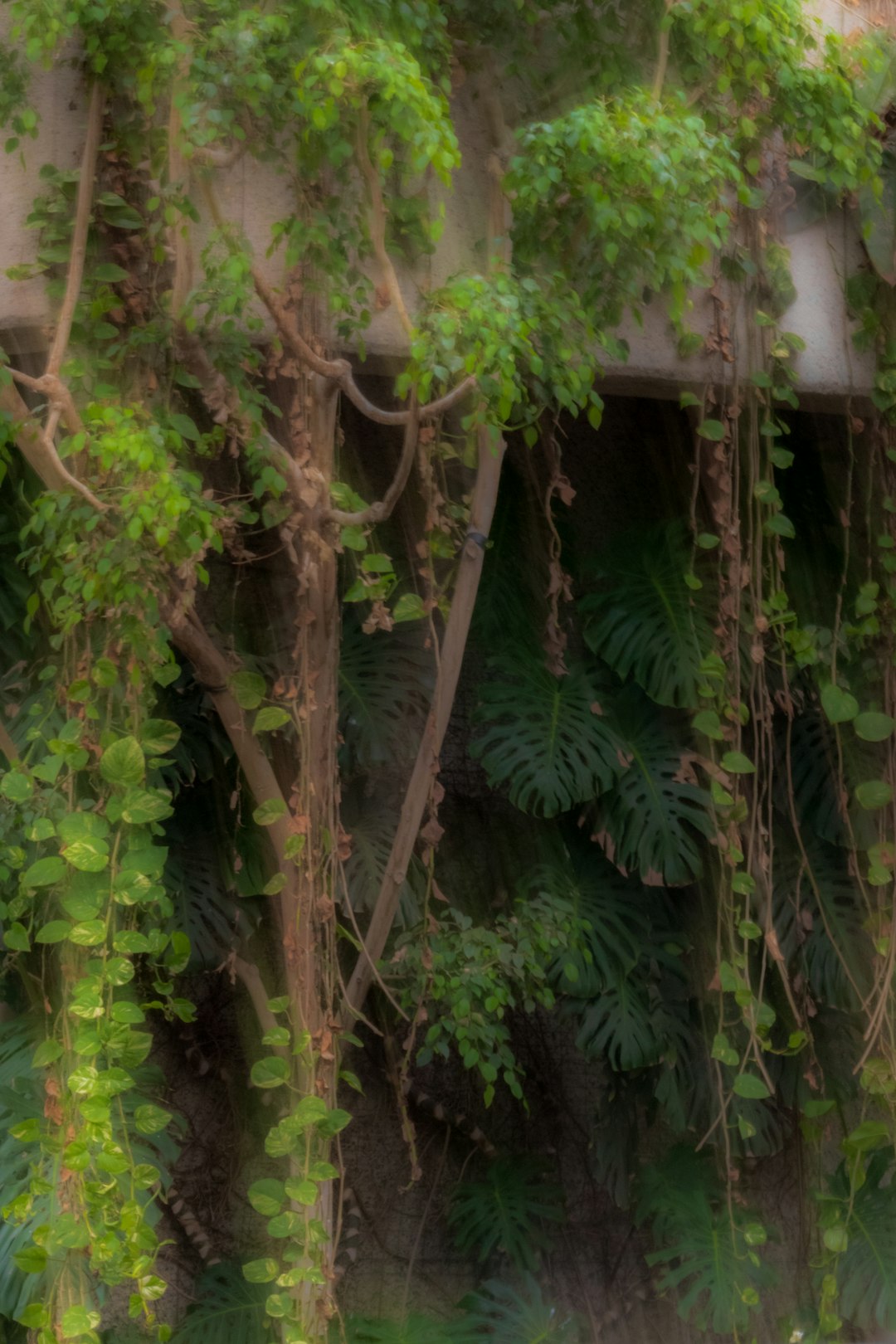 green leaves on brown wooden tree