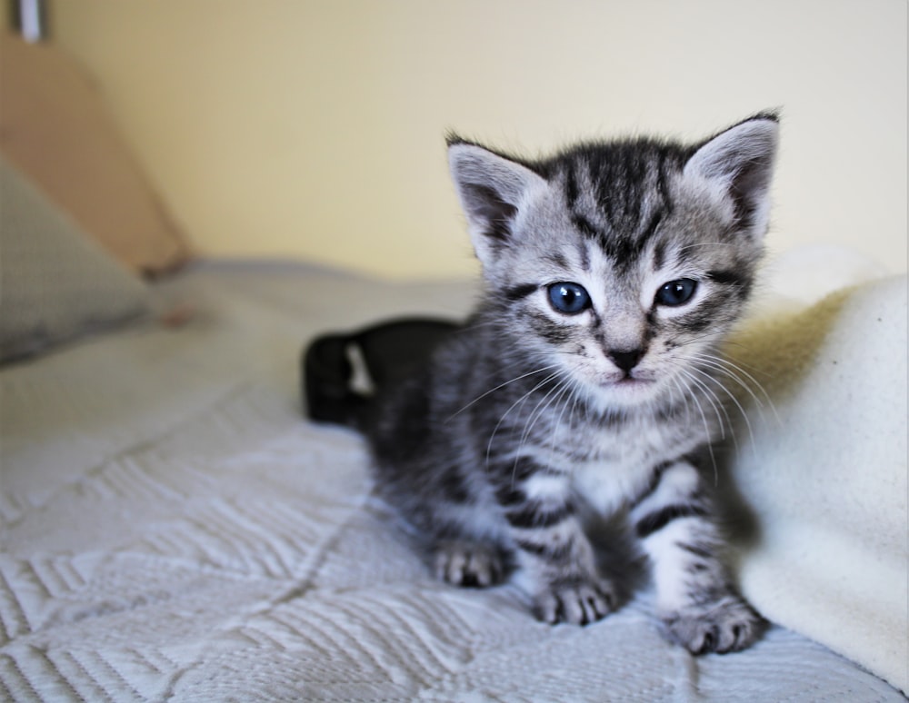 silver tabby kitten on gray textile
