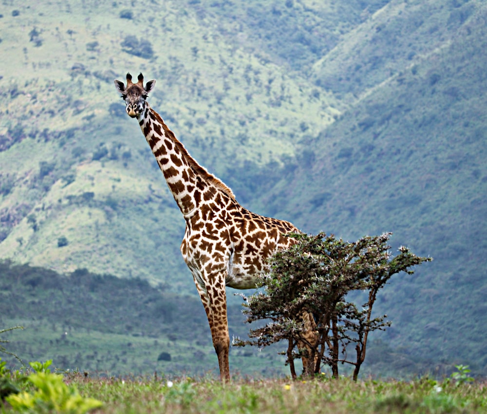 giraffe standing on green grass field during daytime