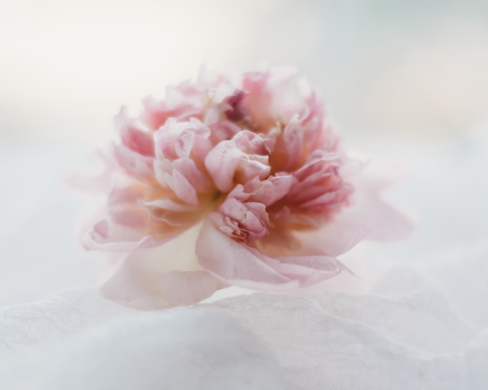 pink and white flower on white textile