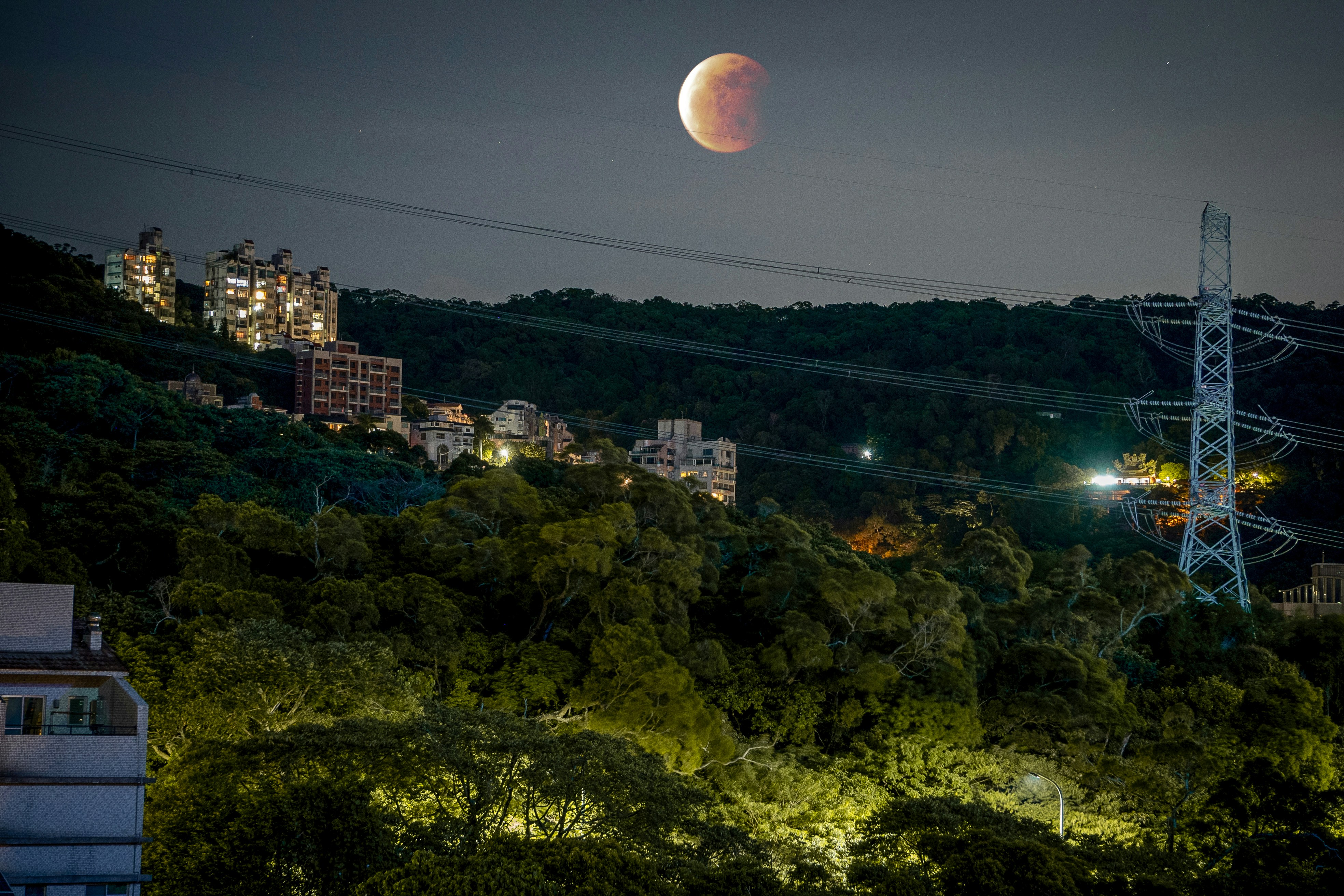 green trees and city buildings during night time