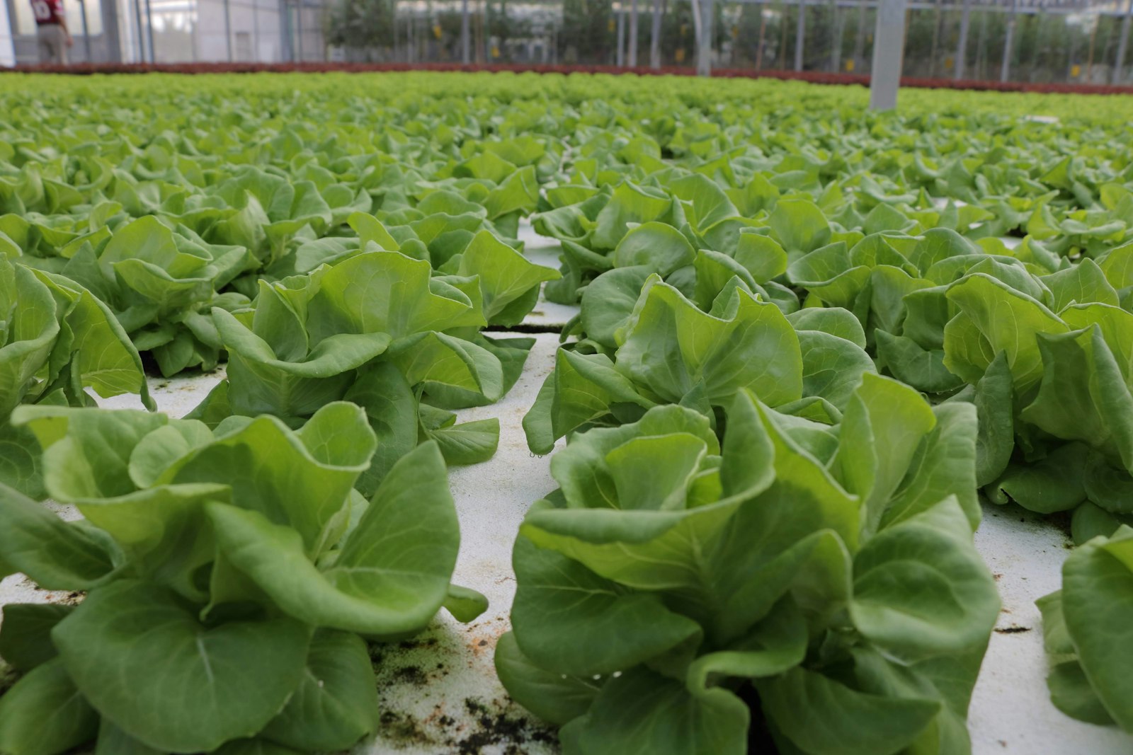 Modern Hydroponic Greenhouse