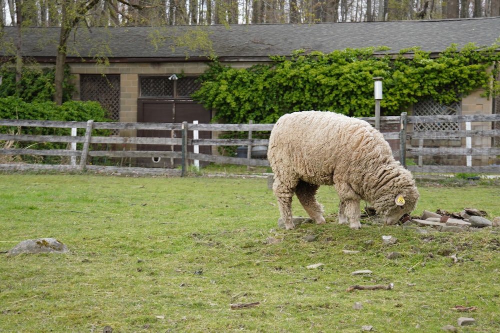 oveja blanca en el campo de hierba verde durante el día