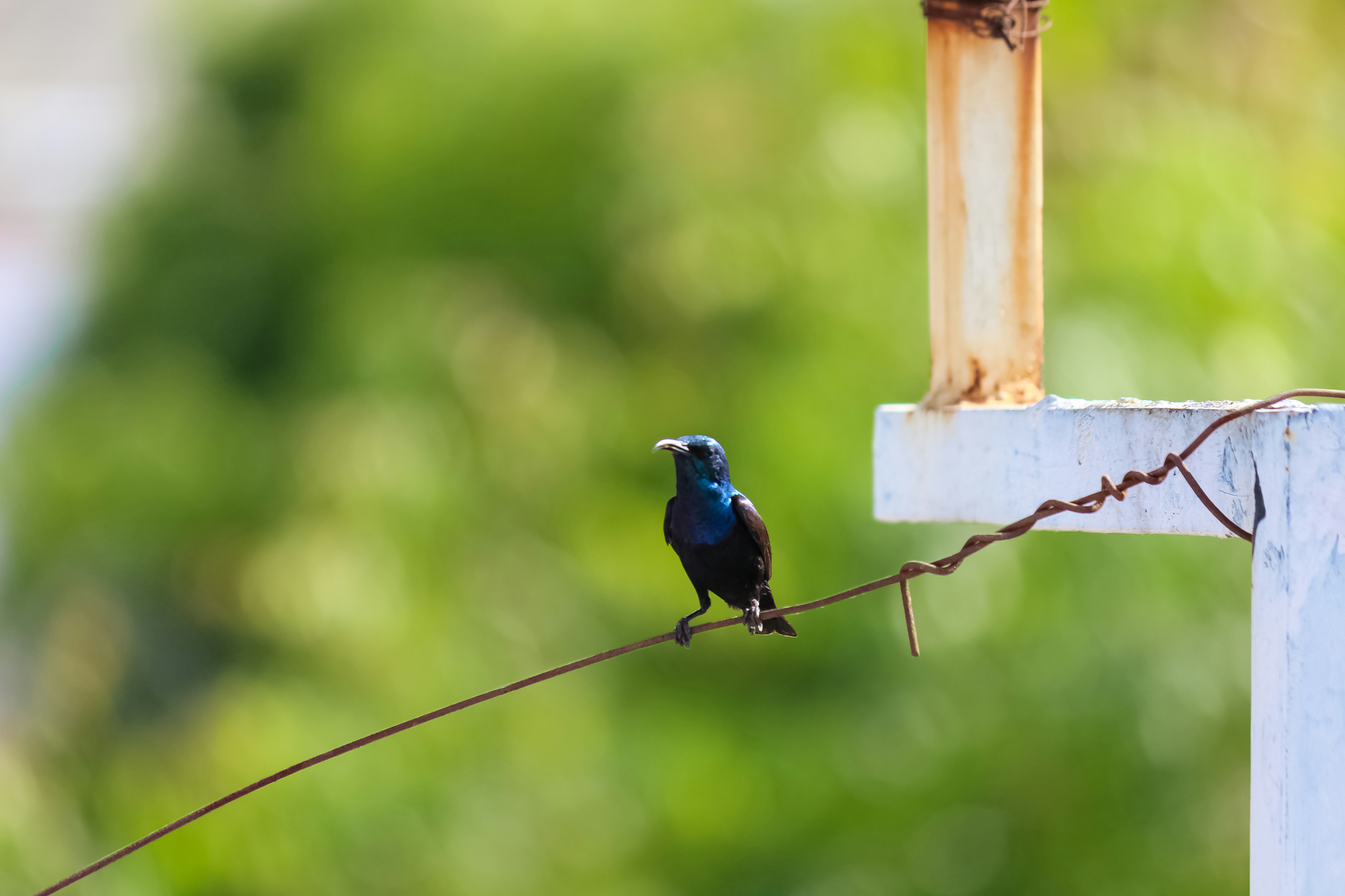 blue bird on brown wooden stick during daytime
