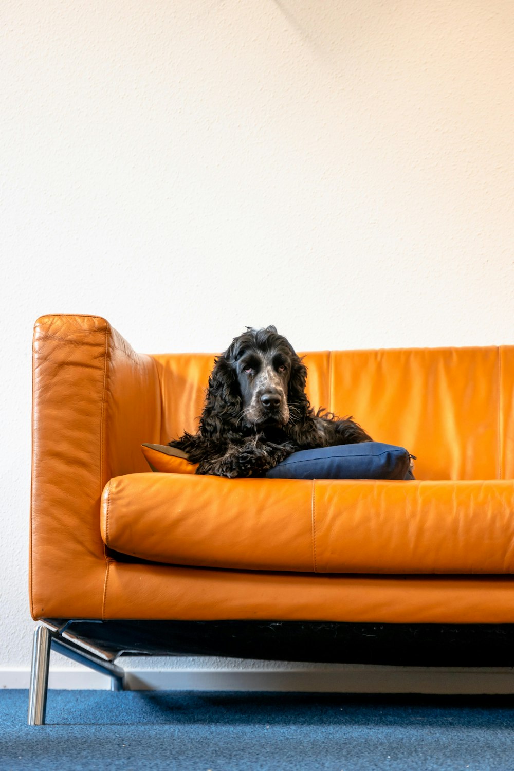 black and white long coated dog lying on orange couch