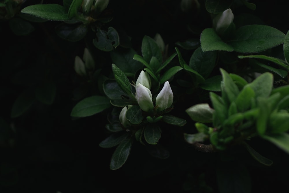 green plant with black background