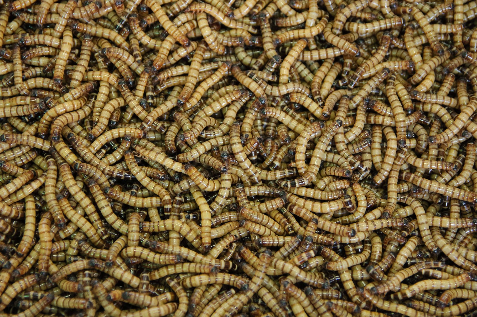 Mealworms