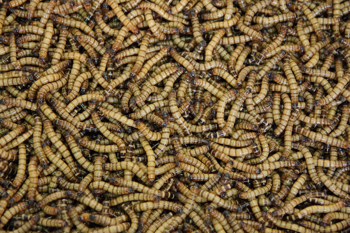 Mealworms