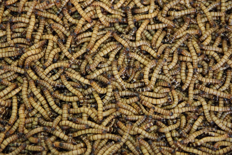 aprende ingles animal gusano  larvagusanillo maggot come carne muerta